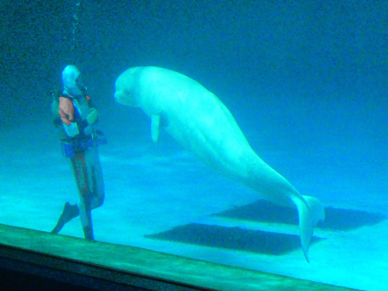 安房鴨川(スポット)